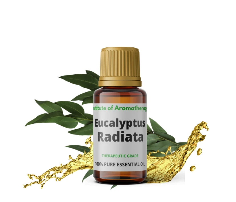 Olejek eteryczny EUKALIPTUSOWY RADIATA organiczny - grypa, astma